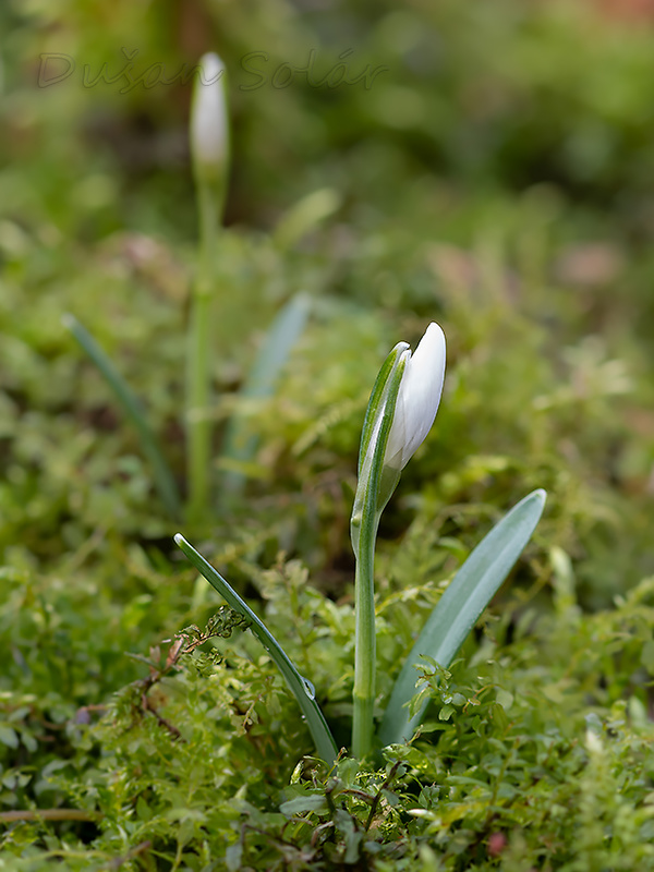 snežienka jarná Galanthus nivalis L.