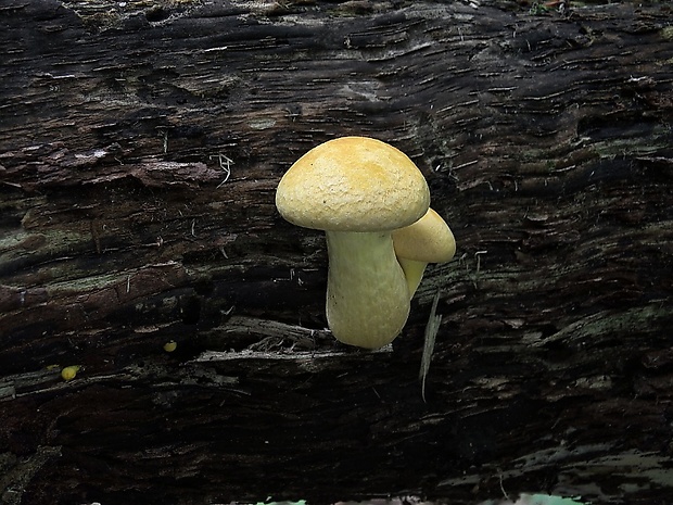 šupinovec Gymnopilus sp.