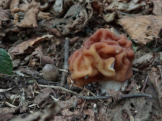 ušiak obrovský Gyromitra gigas (Krombh.) Cooke