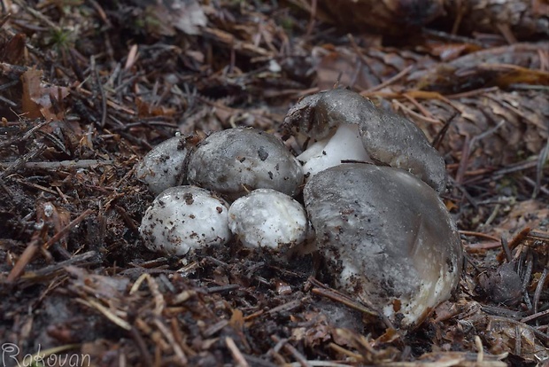 šťavnačka marcová Hygrophorus marzuolus (Fr.) Bres.