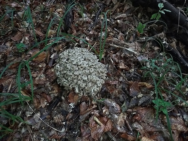 trúdnik klobúčkatý Polyporus umbellatus (Pers.) Fr.