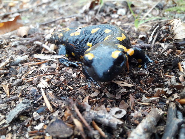 salamandra škvrnitá Salamandra salamandra