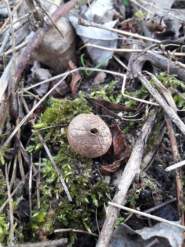 neidentifikovaná huba