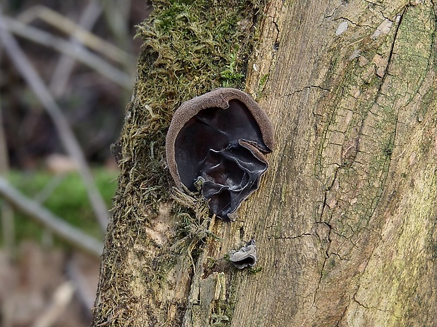 uchovec bazový Auricularia auricula-judae (Bull.) Quél.