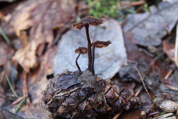 lopatovka obyčajná Auriscalpium vulgare Gray