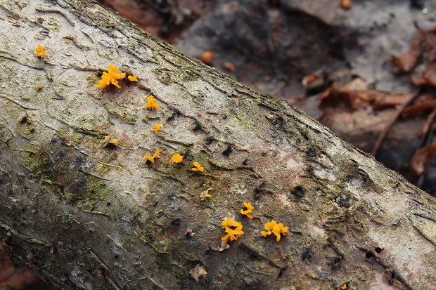 parôžkovec malý Calocera cornea (Fr.) Loud.