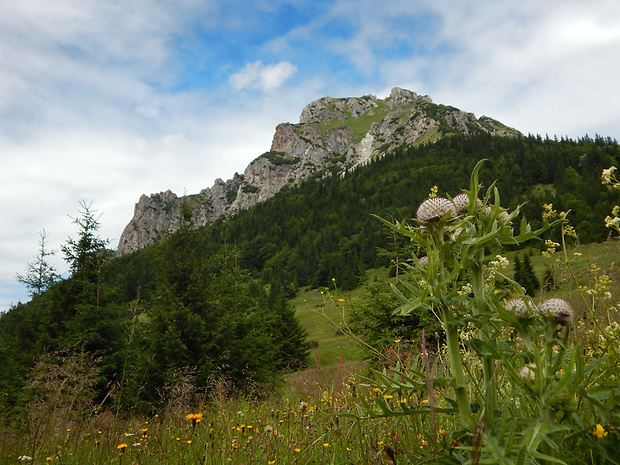 pichliač bielohlavý Cirsium eriophorum (L.) Scop.