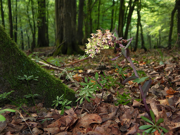 kruštík modrofialový Epipactis purpurata Sm.