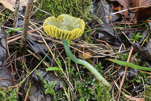 lúčnica žltozelená Gliophorus psittacinus (Schaeff.) Herink