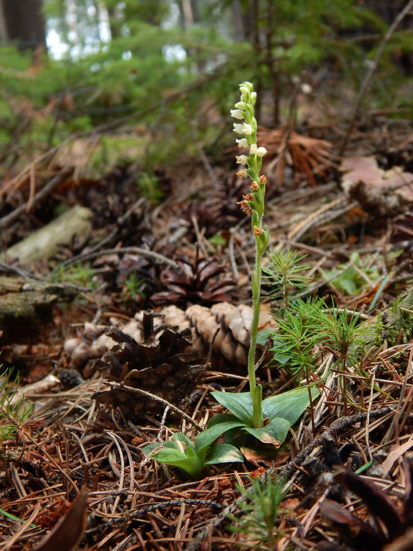 smrečinovec plazivý Goodyera repens (L.) R. Br.