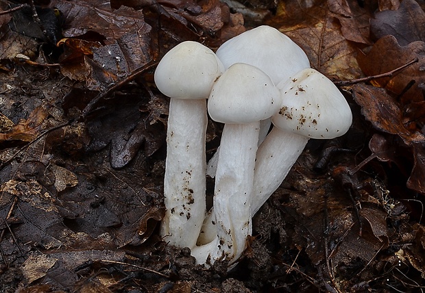 šťavnačka Hygrophorus sp.