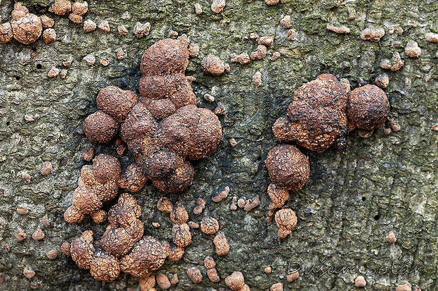 drevovček Hypoxylon sp.