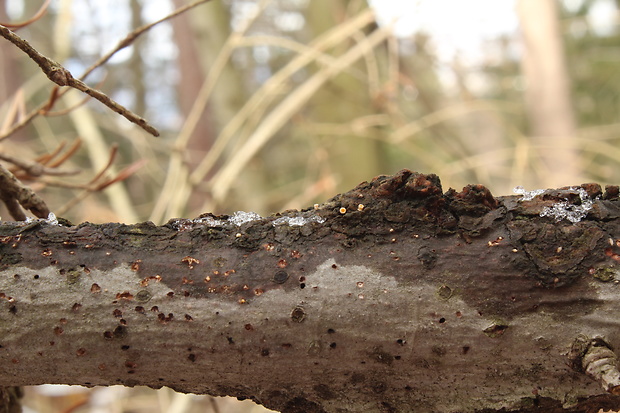 vlnuška Lachnellula sp.