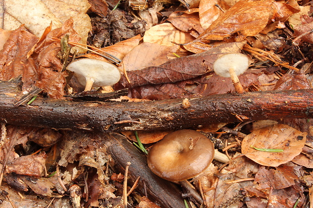 trúdnik zimný  Lentinus brumalis (Pers.) Zmitr.