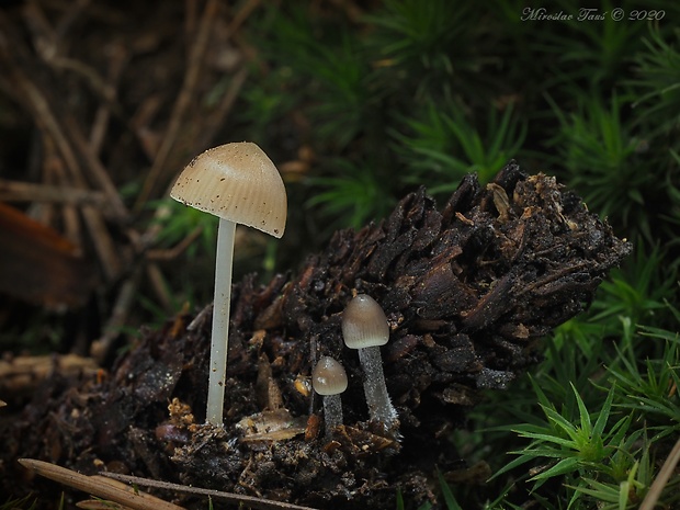 prilbička šišková Mycena strobilicola J. Favre & Kühner