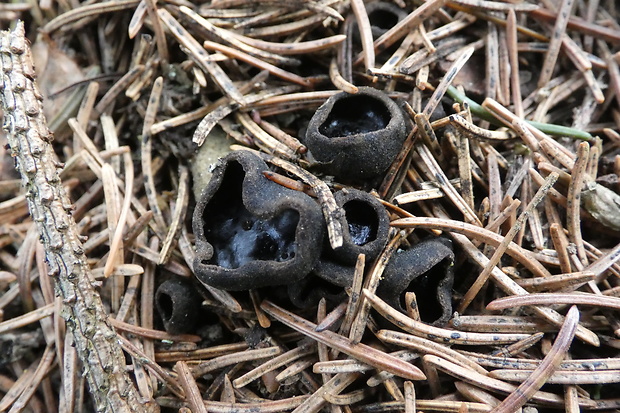 misôčka Pseudoplectania sp.