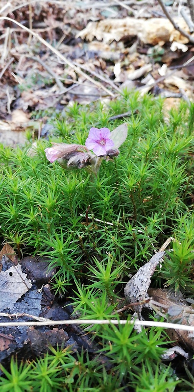 pľúcnik mäkký Pulmonaria mollis Wulfen ex Hornem.