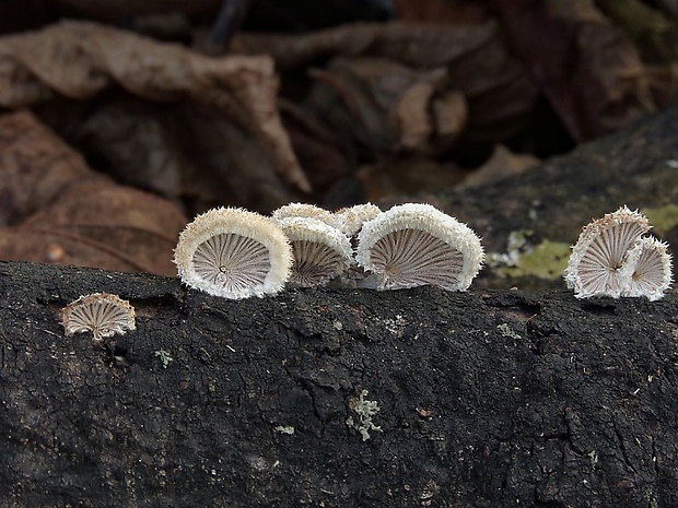 klanolupeňovka obyčajná Schizophyllum commune Fr.