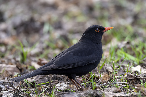 drozd čierny Turdus merula