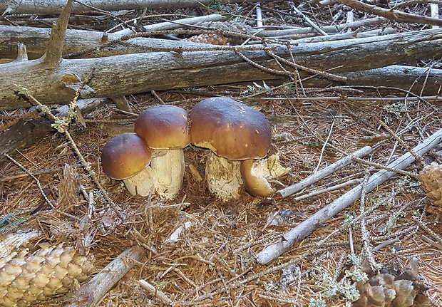 hríb smrekový Boletus edulis Bull.