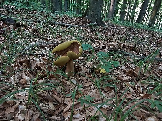 hríb dubový Boletus reticulatus Schaeff.