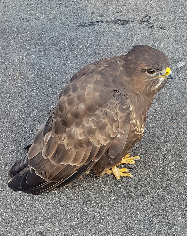 myšiak Hôrny Buteo Buteo