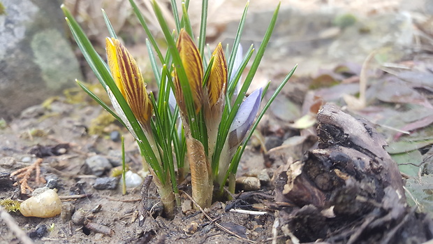 šafran Crocus sp.