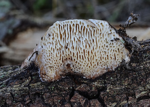 trúdnikovník poľný Dichomitus campestris (Quél.) Domański & Orlicz