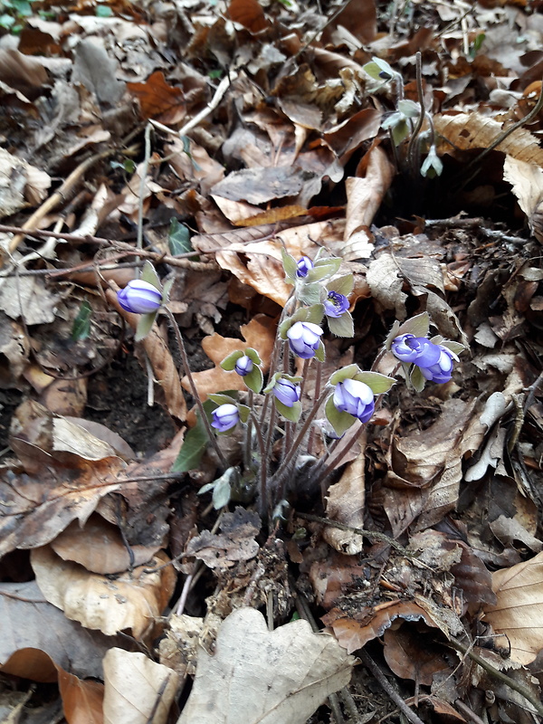 pečeňovník trojlaločný Hepatica nobilis Schreb.