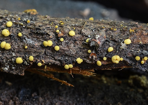 čiašočka vŕbová Hymenoscyphus salicellus (Fr.) Dennis