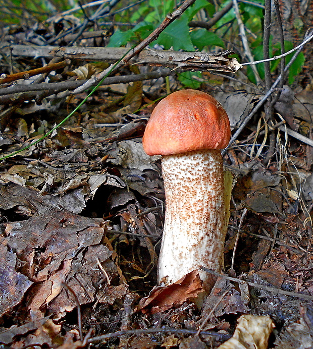 kozák dubový Leccinum aurantiacum (Bull.) Gray