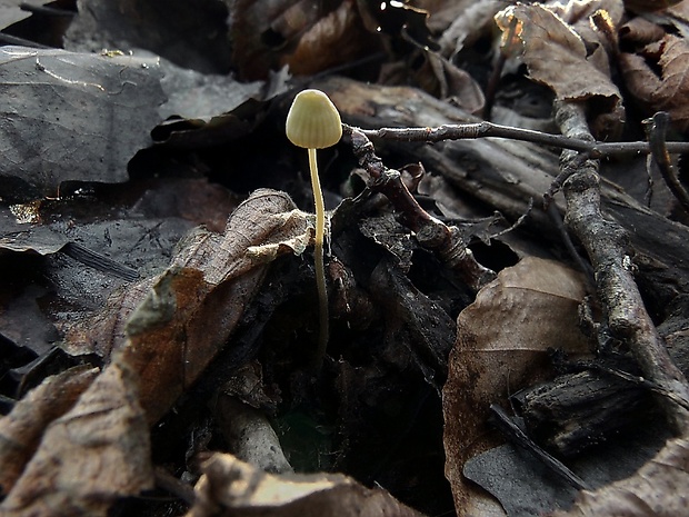 prilbička Mycena sp.