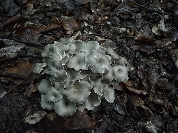 trúdnik klobúčkatý Polyporus umbellatus (Pers.) Fr.