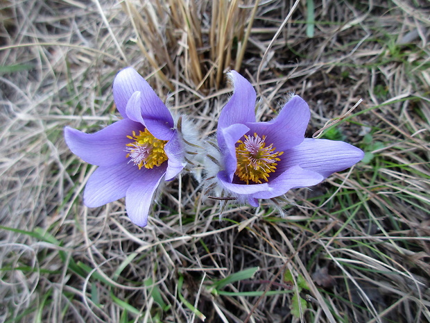 poniklec veľkokvetý Pulsatilla grandis Wender.