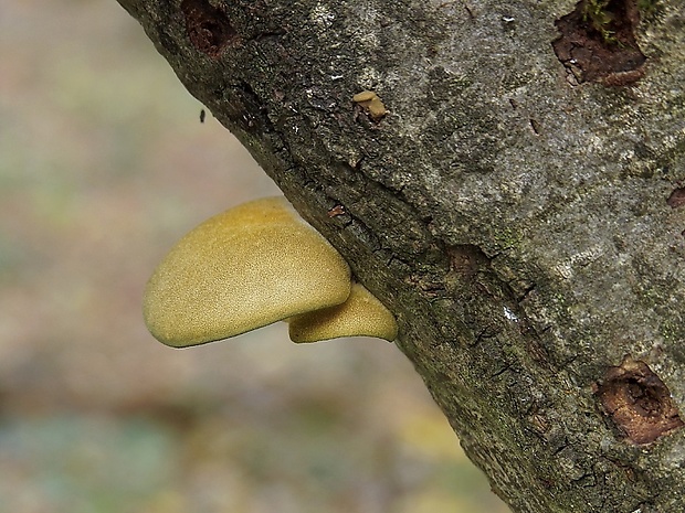 pňovka neskorá Sarcomyxa serotina (Pers.) P. Karst.