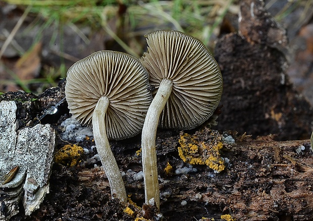 smeťovička veľká Simocybe sumptuosa (P.D. Orton) Singer