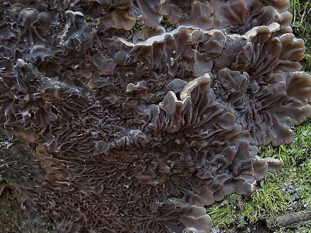 uchovka pásikavá Auricularia mesenterica (Dicks.) Pers.