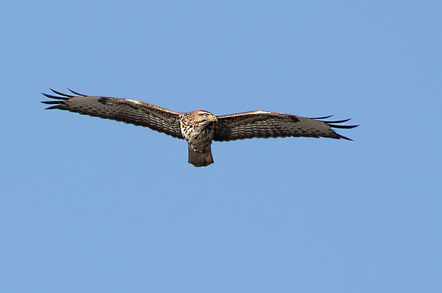 myšiak lesný Buteo buteo