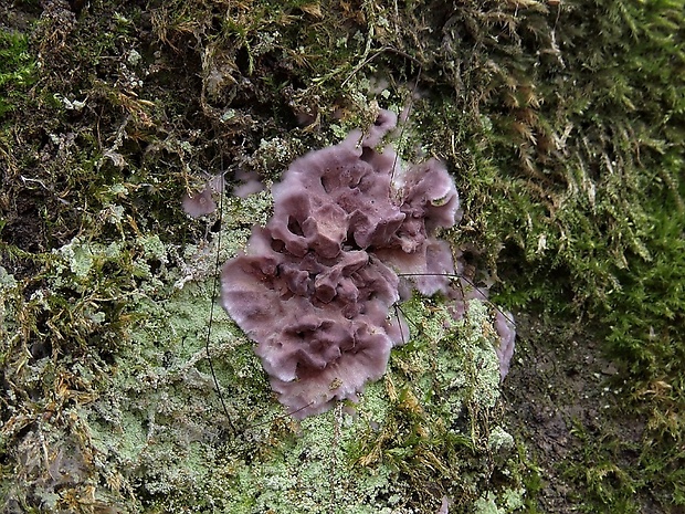 pevníkovec purpurový Chondrostereum purpureum (Pers.) Pouzar