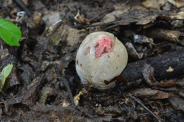 mrežovka kvetovitá Clathrus archeri (Berk.) Dring