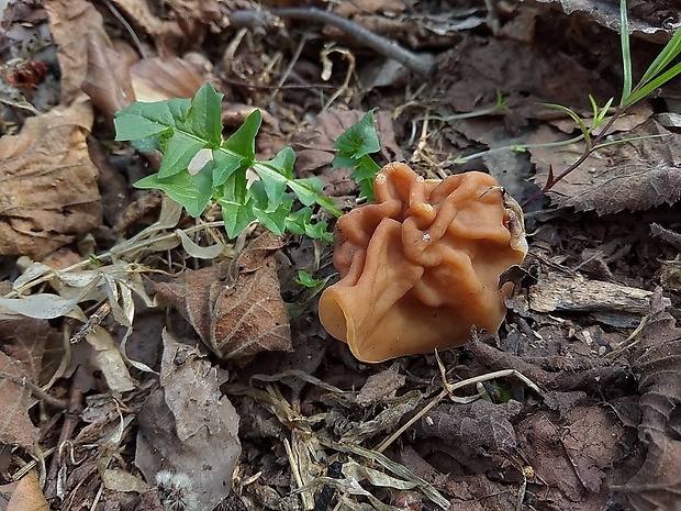 ušiak obrovský Gyromitra gigas (Krombh.) Cooke