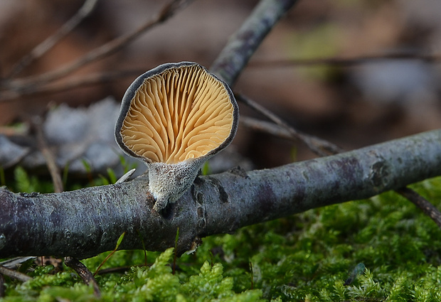 lastúrka modrastosivá Hohenbuehelia atrocaerulea (Fr.) Singer