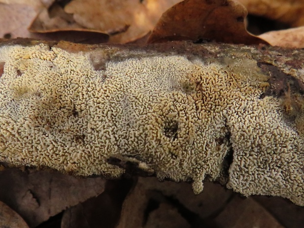 hyfodoncia mečíkatá Hyphodontia spathulata (Schrad.) Parmasto