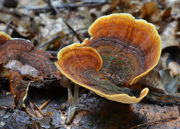 pevník Stereum sp.