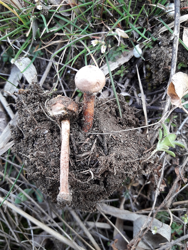 stopkovec hrdzavohnedý Tulostoma cf.melanocyclum  Bres.