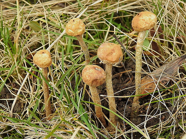 stopkovec Tulostoma sp.