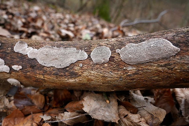 pórovka mäkká Datronia mollis (Sommerf.) Donk