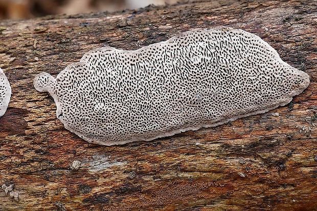 pórovka mäkká Datronia mollis (Sommerf.) Donk