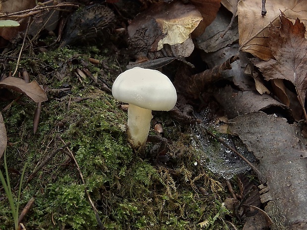 šťavnačka Hygrophorus sp.