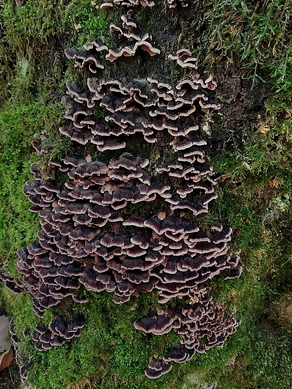 kožnačka hrdzavohnedá Hymenochaete rubiginosa (Dicks.) Lév.